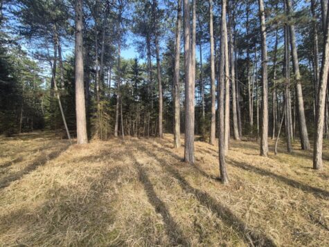 Waldgrundstück zwischen Mollram und Raglitz – Bezirk Neunkirchen, 2620 Mollram, Jagd und Forstwirtschaft