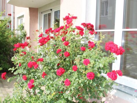 Traumhafte 4-Zimmer-Eigentumswohnung mit Terrasse und direktem Gartenanschluss, 2640 Gloggnitz, Erdgeschoß